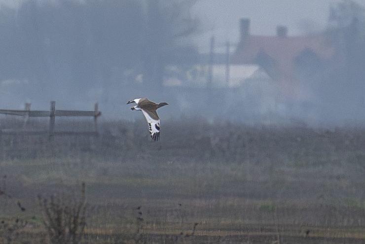 Ritka madárfajra bukkantak a nemzeti park területén – Agrotrend hírek.