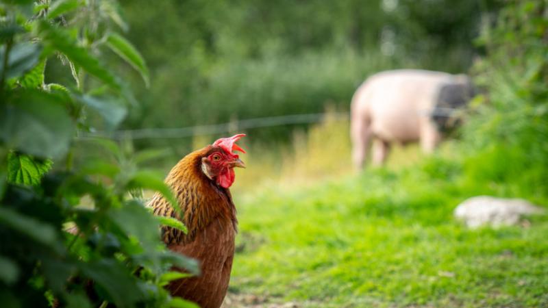 Hollandiában valami igazán különös dolog zajlik a hús- és tojásipar terén: mi is történik valójában? - Agro Napló