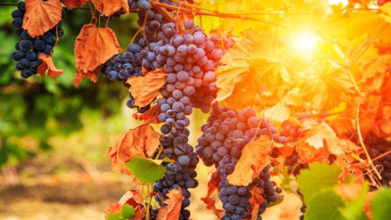 Félelmetes betegség terjedése észlelhető hazánkban: országos nyomozás kezdődött - Agro Napló