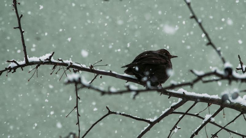 A meteorológus felfedte, hogy várható-e hóesés hazánkban.