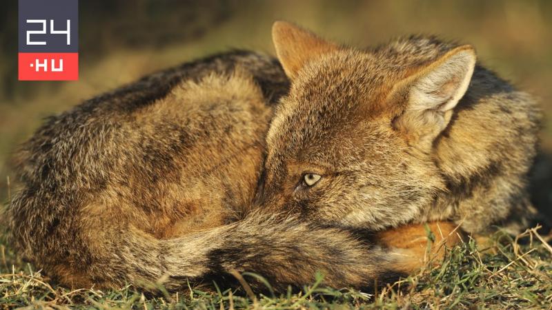 Magyarországon aranysakálokban felfedeztek veszélyes mérgeket | 24.hu

Újabb aggasztó hír érkezett a hazai vadon élő állatvilágból: a legfrissebb vizsgálatok során aranysakálokban mérgező anyagokat azonosítottak. A kutatók figyelmeztetnek, hogy ez a jelen